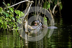 Giant Otter, pteronura brasiliensis, Mother with Pup in The Madre De Dios River, Manu Reserve in Peru