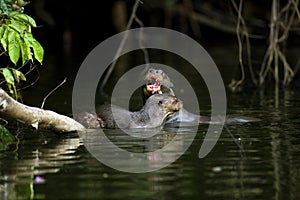 Giant Otter, pteronura brasiliensis, Mother with Pup in The Madre De Dios River, Manu Reserve in Peru