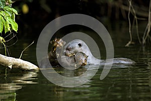 Giant Otter, pteronura brasiliensis, Mother with Pup in The Madre De Dios River, Manu Reserve in Peru