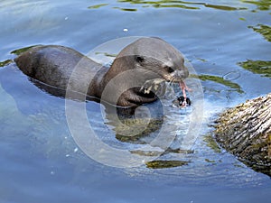 Giant otter, Pteronura brasiliensis, otter with caught prey