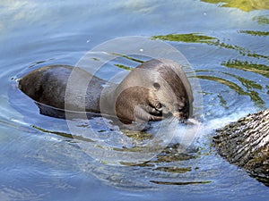 Giant otter, Pteronura brasiliensis, otter with caught prey