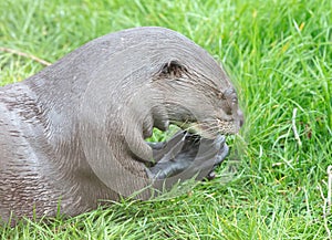 Giant otter Pteronura brasiliensis otter is eating a fish