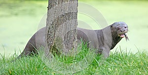 Giant otter Pteronura brasiliensis otter is eating a fish