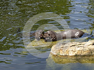 Giant otter, Pteronura brasiliensis, pair of otters with prey caught