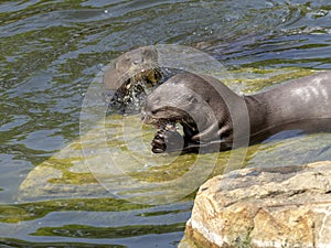 Giant otter, Pteronura brasiliensis, pair of otters with prey caught