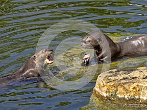 Giant otter, Pteronura brasiliensis, pair of otters with prey caught