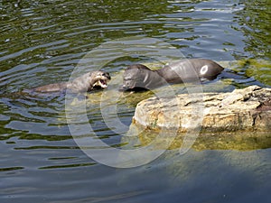 Giant otter, Pteronura brasiliensis, pair of otters with prey caught