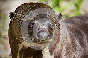 A giant otter Pteronura brasiliensis - Portrait