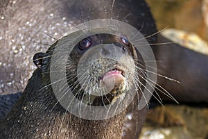 A giant otter Pteronura brasiliensis - Portrait