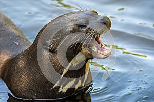 A giant otter Pteronura brasiliensis - portrait.