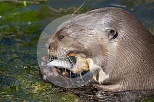 A giant otter Pteronura brasiliensis - portrait.