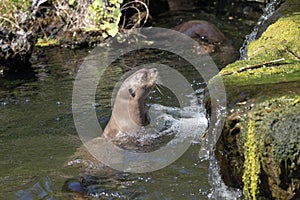 A giant otter Pteronura brasiliensis - portrait.