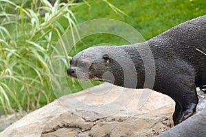 Giant otter (Pteronura brasiliensis)