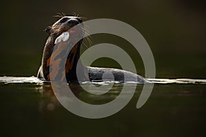 Giant Otter, Pteronura brasiliensis, portrait in the river water with fish in mouth, animal in the nature habitat, Rio Negro, Pant photo