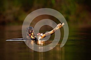 Giant Otter, Pteronura brasiliensis, portrait in the river water with fish in mouth, bloody action scene, animal in the nature