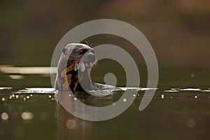 Giant Otter, Pteronura brasiliensis, portrait in the river water with fish in mouth, Rio Negro, Pantanal, Brazil photo