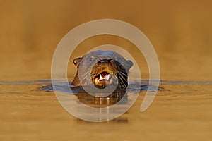 Giant Otter, Pteronura brasiliensis, portrait in the river water level, Rio Negro, Pantanal, Brazil