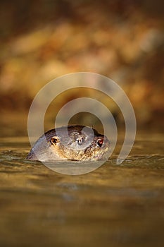 Giant Otter, Pteronura brasiliensis, portrait in the river water level, Rio Negro, Pantanal, Brazil