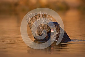 Giant Otter, Pteronura brasiliensis, portrait in the river water level, Rio Negro, Pantanal, Brazil