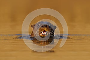 Giant Otter, Pteronura brasiliensis, portrait in the river water level, Rio Negro, Pantanal, Brazil photo