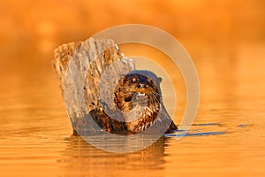 Giant Otter, Pteronura brasiliensis, portrait in the river water level, Rio Negro, Pantanal, Brazil. Wildlife scene from nature. A photo