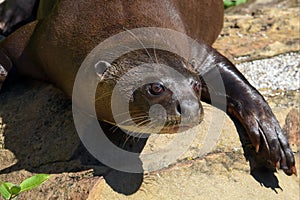 A giant otter Pteronura brasiliensis - He rests and basks in the sun.