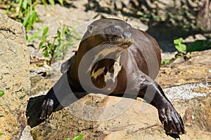 A giant otter Pteronura brasiliensis - He rests and basks in the sun.