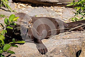 Giant otter Pteronura brasiliensis, river predator