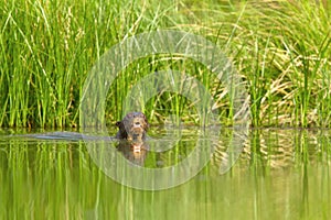 Giant otter Pteronura brasiliensis swims in lake in the peruvian Amazon jungle, Peru, green background