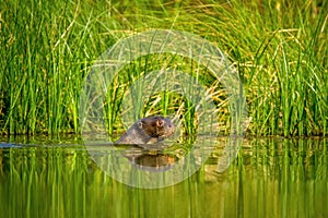 Giant otter Pteronura brasiliensis swims in lake in the peruvian Amazon jungle, Peru, green background