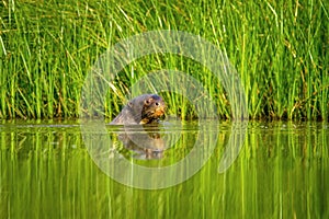 Giant otter Pteronura brasiliensis swims in lake in the peruvian Amazon jungle, Peru, green background