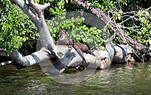 Giant otter Pteronura brasiliensis on a trunk tree