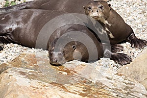 Giant Otter, Pteronura brasiliensis, is very playful