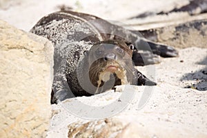 Giant Otter, Pteronura brasiliensis, is very playful