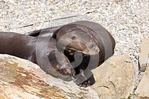 Giant Otter, Pteronura brasiliensis, is very playful