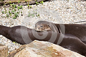 Giant Otter, Pteronura brasiliensis, is very playful