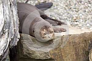 Giant Otter, Pteronura brasiliensis, is very playful