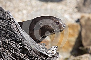 Giant Otter, Pteronura brasiliensis, watching nearby