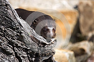 Giant Otter, Pteronura brasiliensis, watching nearby
