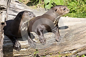 Giant Otter, Pteronura brasiliensis, watching nearby photo
