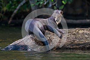 Giant otter standing on log in the peruvian Amazon jungle