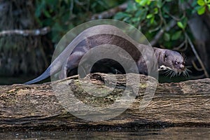 Gigante nutria de pie sobre el acceso en peruano Amazonas la jungla sobre el loco 