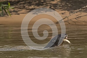 Giant Otter Swimming with Fish in Mouth