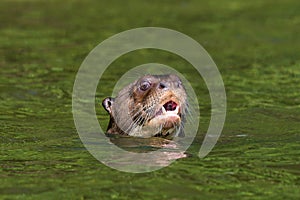 Giant otter swimming peruvian Amazon jungle Madre de Dios Peru