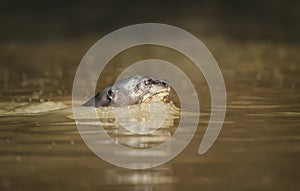 Giant otter swimming in the river