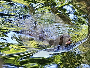 Giant otter swimming in water