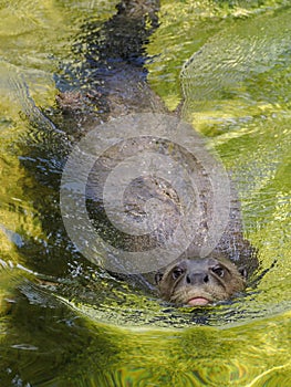 Giant otter swimming in water