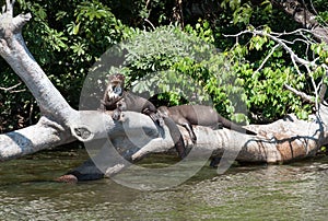 Giant otter take sun on a trunk