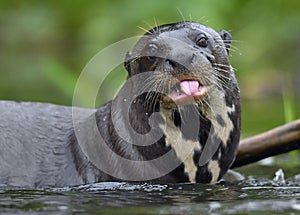 Giant otter with tongue out. Giant River Otter, Pteronura brasiliensis.