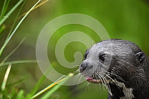 Giant otter with tongue out. Giant River Otter, Pteronura brasiliensis. Natural habitat. Brazil